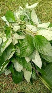 Lalapan herbal  segar Daun reundeu daun rende 100gr