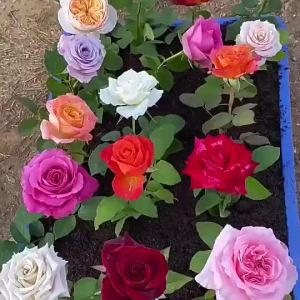 Rainbow Rose Seeds Planting Flowers Mix Variety 100Pcs Rose Flower Seeds Fragrant Flowering Plants