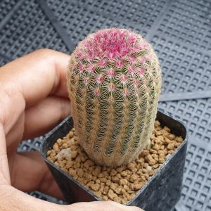 ต้นกระบองเพชร เรนโบแคคตัส Rainbow Cactus Echinocereus rigidissimus #ไม้เพาะเมล็ด #Rainbow #แคคตัส #cactus