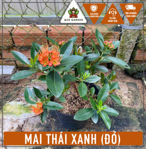 Cây Mai Thái Xanh (Hoa Đỏ) - Tổng thể tầm 30-40 cm - Chịu nắng - Sắp ra hoa hoặc nụ hoa!