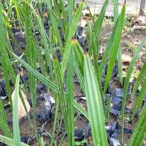Bibit Buah Kurma Super Murah