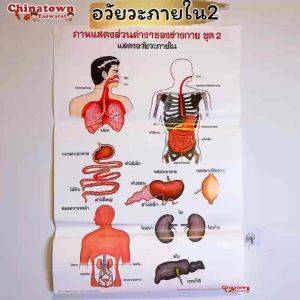 อวัยวะภายใน2 โปสเตอร์กระดาษ 53*77cm (21*30 นิ้ว) วิทยาศาสตร์ เรียนหมอ พันธุกรรม Anatomy โครงกระดูกมนุษย์ แก้วหู
