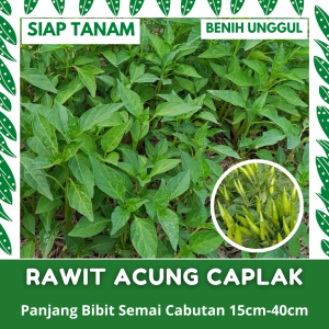 (10 BATANG) BIBIT SEMAI CABE RAWIT ACUNG CAPLAK CABUTAN UNGGULAN SIAP TANAM