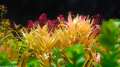 Ammannia pedicellata 'Golden' 黄金柳 (Nesaea pedicellata 'Golden') - aquarium aqua plant [midtech]. 