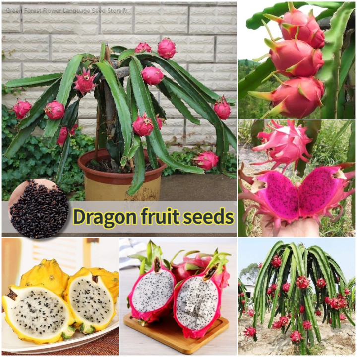 [Easy To Grow In Malaysia] Pitaya Seeds Dragon Fruit Seeds for Planting (Mixed 200 Seeds) Balcony Potted Yellow Dragon Fruit Plant Seeds Dwarf Fruit Plants Red Dragon Fruit Seedlings Home Garden Seeds Bonsai Tree Live Plant Real Plants Benih Pokok Buah