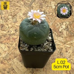 Seedling Lophophora Williamsii / Fricii / Difussa / Hybrid / 实生乌羽玉