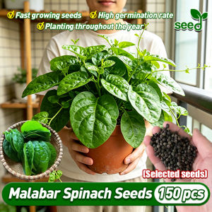 [Selected Seeds] Malabar Spinach Seeds for Planting (Fast Growing 150pcs) Gynura Cusimbua Vegetable Seeds Alugbati Green Leaf Malabar Spinach Seeds Vegetables Seeds for Gardening Condor Seeds Potted Vegetable Live Plants for Sale Real Plants Veggies Seeds