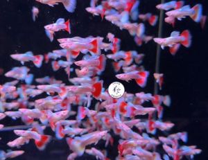 Sky Red Guppy Fish/ Livefish/ Freshwater/ 天空红孔雀鱼