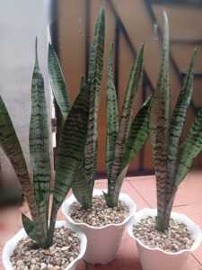 Sansivera Trifasciata Hijau