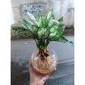 Cây Ngọc Ngân Thủy Sinh - Cây cảnh phong thủy để bàn. 