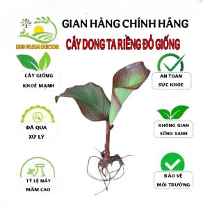 1 nhánh cây dong riềng đỏ giống