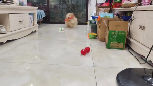 Giáng sinh đồ chơi cho chó cưng Giftset cho nhai và chơi nhựa mềm quả bóng và dây cắn kháng lễ hội đồ chơi cho vật nuôi