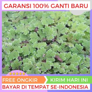 Azolla  super pakan ternak 1 kg