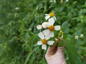 เมล็ดปืนนกไส้ หรือ กี่นกไส้ หรือ หญ้าก้นจ้ำขาว เป็นสมุนไพรพื้นบ้าน ดอก และ รากแก่ นำมาทำเป็นชาชงทานได้ ส่วนยอดอ่อนนำมาประกอบอาหารเป็นยาระบายอ่อนๆ 100++/ชุด