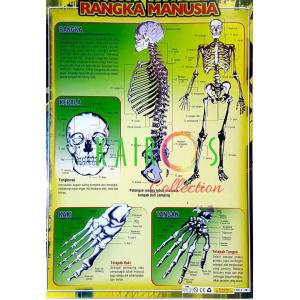 Poster Edukasi Anak Rangka Manusia