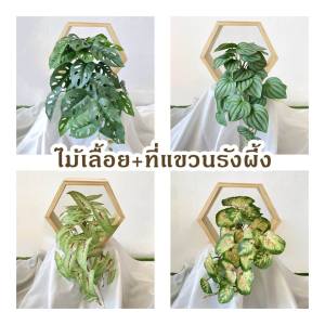 ไม้เลื้อย พร้อมที่แขวนรังผึ้ง ช่องแขวนรังผึ้ง ( บีโกเนีย พลูฉลุ เงินไหลมา เปปเปอร์แตงโม ) ต้นไม้ปลอม
