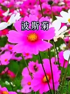 Cosmos and Pincushion Flower Lawn Flowers Comprehensive Guide to Vegetables for All Seasons