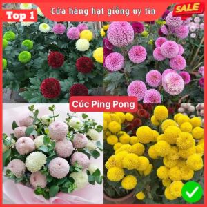 [10 Gói Tặng 1] Hạt Giống Hoa Cúc Ping Pong Mix 7 màu Loại dễ trồng tỉ lệ nảy mầm 98% hoa nở siêu đẹp liên tục 4 mùa