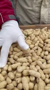 Ready-to-eat boiled salted peanuts Instant Boiled Salty Dried Peanuts Snack