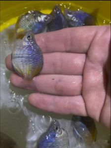 Balloon Boesemani Rainbow Fish / Ornamental Fish / Live Tropical Fish / Aquarium / Freshwater 石美人/(Indofish)