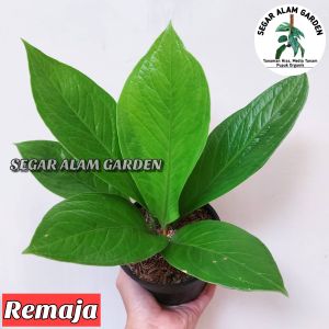 Tanaman Hias Anthurium Jenmani Cobra ANAKAN - REMAJA