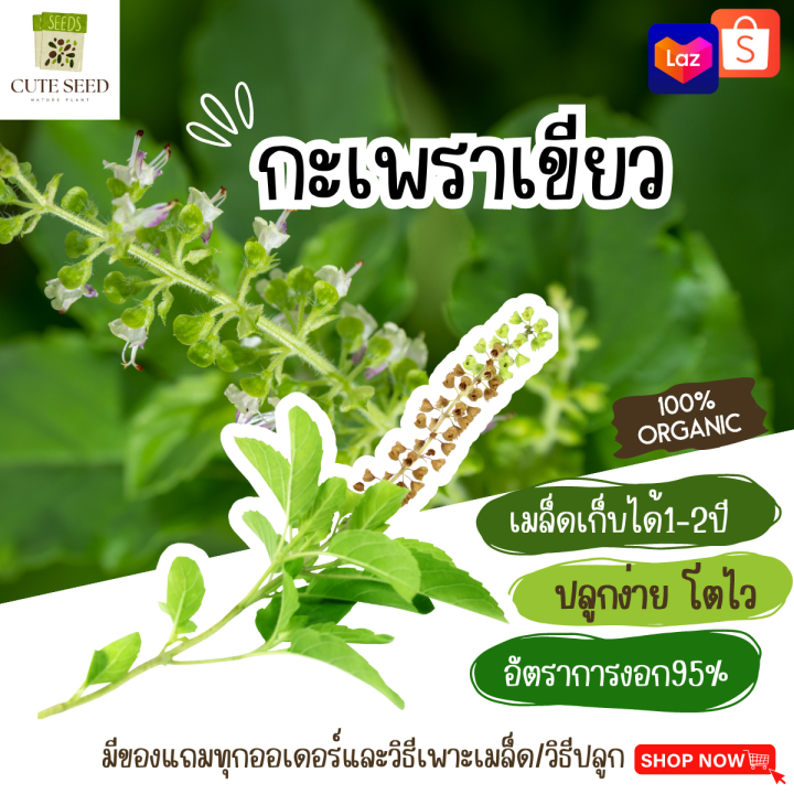 10 อันดับ เมล็ดกะเพรา ยี่ห้อไหนดี? ปลูกง่าย โตไว หอมอร่อย อัปเดตปี 2025