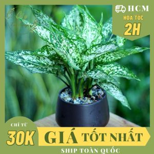 CÂY NGỌC NGÂN (cao 25cm) cây phong thủy hút tài lộc để bàn mini GIÁ RẺ lọc không khí Cây Tươi Nguyên CTN0060