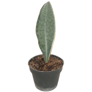 tanaman hias sensivera masoniana