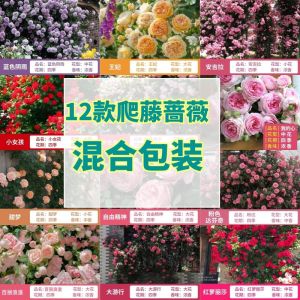 Rose flower | Flower Seed 蔷薇花种子四季开花易活鲜花种子Garden View Climbing Plant Flower Seeds