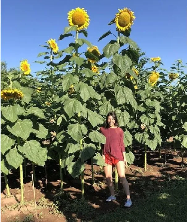 H%E1%BA%A1t%20gi%E1%BB%91ng%20hoa%20h%C6%B0%E1%BB%9Bng%20d%C6%B0%C6%A1ng%20kh%E1%BB%95ng%20l%E1%BB%93%20-%20g%C3%B3i%2030%20h%E1%BA%A1t%20-%20Image%203