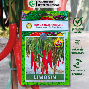 Benih Cabe Besar LIMOSIN 80 Seed Cap Bunga Matahari Lebat Unggul