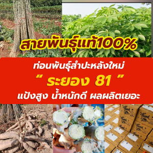 ระยอง 81 พันธุ์ยอดนิยม ท่อนสดใหม่ ตัดวันต่อวัน 🎯 100 ท่อน/ลัง ยาว 20 ซม. ปลูกง่าย ผลผลิตสูง