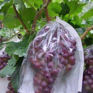Fruit Cover Brongsong Buah Anggur Klengkeng Dll Pembungkus Buah BMK