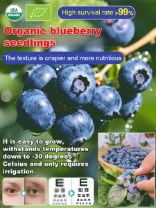 🌱Organic Easy-Grow XL Fruit Blueberry Saplings - Thrives In Northeast! Ideal For Healthy Diet Lovers. Survival Guaranteed!