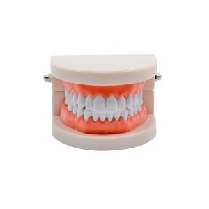 1pc Standard Adult Dental Model Teaching Tool for Medical Research & Demonstration Oral Health Care Device for Professionals