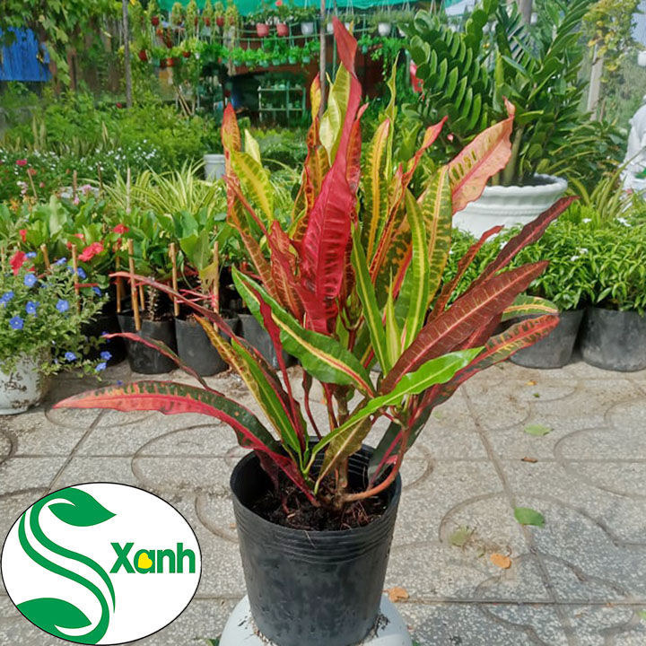 Cây Cảnh Lá Màu Da Quy, Trang Trí Sân Vườn