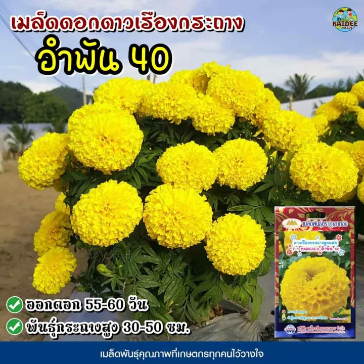 เมล็ดดอกดาวเรืองกระถาง ลูกผสม อำพัน40 ตราภูเขาทอง