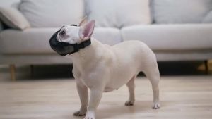 Mõm chó ngắn Snout sẽ không che trán Bulldog muzzle Lưới thở có thể điều chỉnh chống cắn nhai sủa cho chó Pug Bull Bichon Jarre Aero