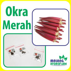 Benih Okra Merah Unggulan berkualitas biji kacang bibit hydroponik hidroponik sayuran sayur charmine splendor
