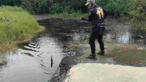 Soft Frog Gabus Ukuran 3cm Berat 5grmUmpan Casting Ikan Gabus Joran UL SIKOJO LURE