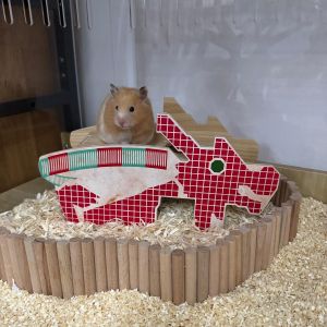 Hamster Wooden Hideout Dragon Playground Hideout for Hamsters