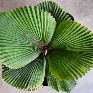 SOV  licuara orbicularis evergreen palm  rare plant  indoor plant  pokok hidup 