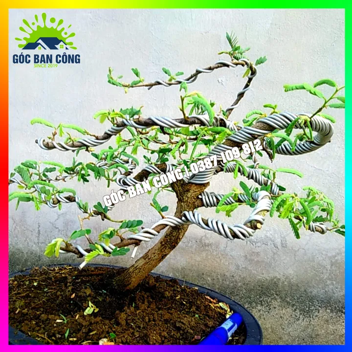 C%C3%A2y%20Me%20Bonsai%20Mini%20D%C3%A1ng%20B%E1%BA%A1t%20Phong%20Gi%C3%B3%20L%C3%B9a%20-%20Image%209