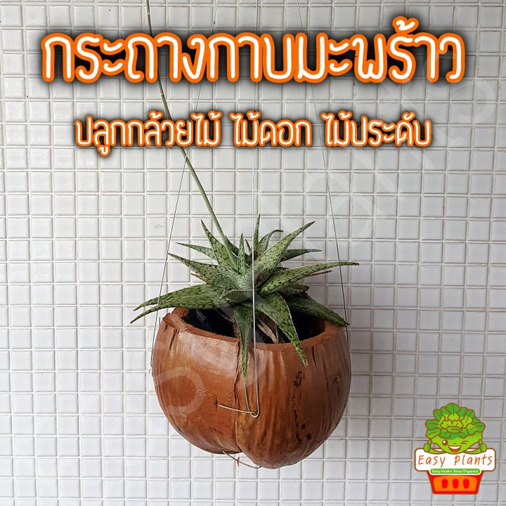10 อันดับ กระถางกาบมะพร้าวและกาบมะพร้าวสับยอดนิยม 2025 สำหรับคนรักต้นไม้