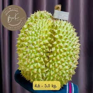 ทุเรียน หมอนทอง สินค้าคัดพิเศษ เนื้อหวานหอมอร่อย จัดส่งทั้งลูก