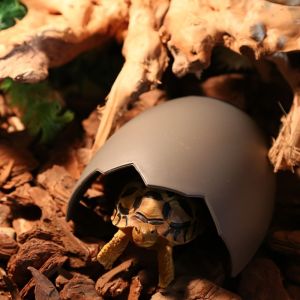 SWEET ELVES Reptile Breeding Box Pet Cave Pet Cave Houses Eggshell Shape Pet Case Pet Supplies Plastic Spider
