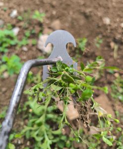 Alat Pencabut Rumput Liar Di Kebun Rumah / Garpu Tanaman Multifungsi TerraHand Weeder