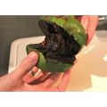 CÂY GIỐNG HỒNG ĐEN SOCOLA( Black Sapote) NHIỆT ĐỚI SIÊU NGON, CAM KẾT CHUẨN GIỐNG F1. 
