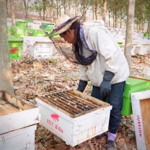 [พร้อมส่ง!] น้ำผึ้งสดแท้ 100% ของตักบาตร ถวายพระ ของชำร่วย งานแต่ง งานบุญ หลอดบีบ พกพาง่าย สุดพรีเมี่ยม จากฟาร์มเลี้ยงเอง