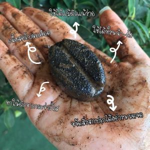 สบู่กลีเซอรีน สูตรสครับกาแฟขมิ้นน้ำผึ้ง COFFEE TURMERIC HONEY SCRUB ORGANIC SOAP ขนาด 30 กรัม สบู่สครับกาแฟ